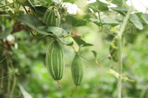 Parval Plant || Pointed gourd || Vegetable Farming | Vegetable farming ...