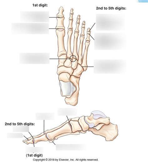 Joints of Foot Labeling: Diagram | Quizlet