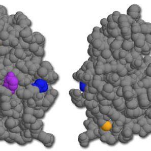 Two Views Of The X Ray Crystal Structure Hen Egg White Lysozyme With