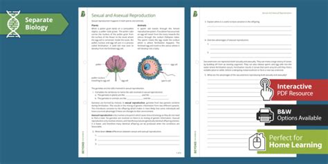 Sexual And Asexual Reproduction Gcse Biology Beyond