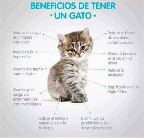 Lista Foto Por La Noche Todos Los Gatos Son Pardos Significado