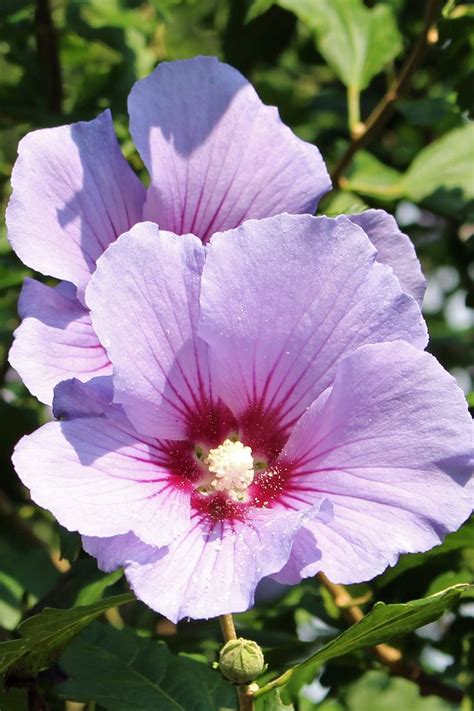 Rose Of Sharon Flowers At Nc Arboretum Asheville