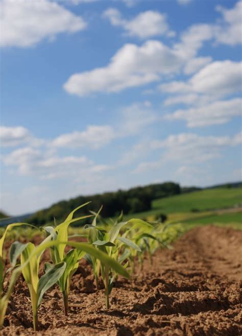 Free Images Landscape Horizon Cloud Plant Sky Sun Field Meadow