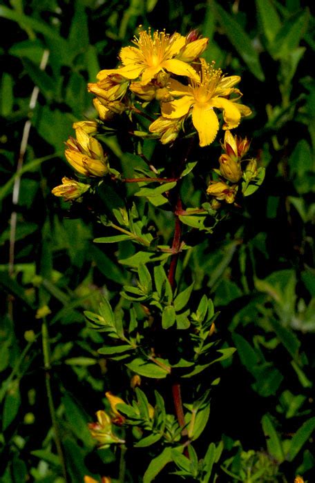 British Wild Plant Hypericum Perforatum Perforate St John S Wort