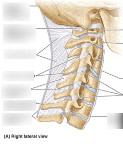 Ligaments Of The Vertebral Column Diagram Quizlet