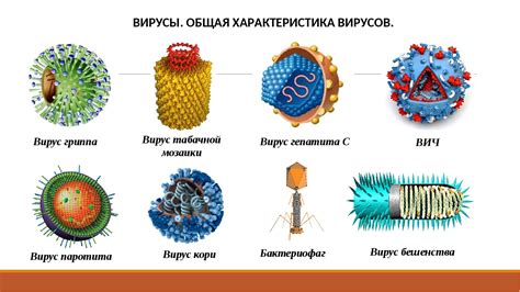 Вирус: особенности строения и жизненного цикла