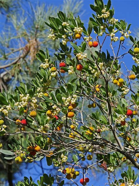 strawberry tree flowers  fruits arbutus unedo france stock image