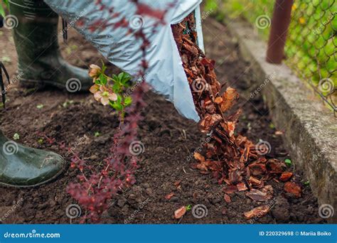 Gardener Mulching Spring Garden With Pine Wood Chips Mulch Pouring It