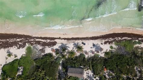 Caribbean Beaches Covered in Sargassum Seaweed Aerial View, Stock Video ...