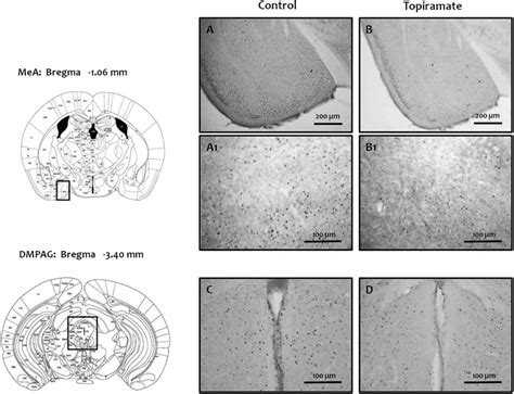 Photomicrographs Showing The Effect Of Subchronic Administration Of