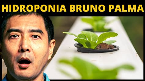 Curso De Hidroponia Bruno Palma Funciona Bom Curso Online De