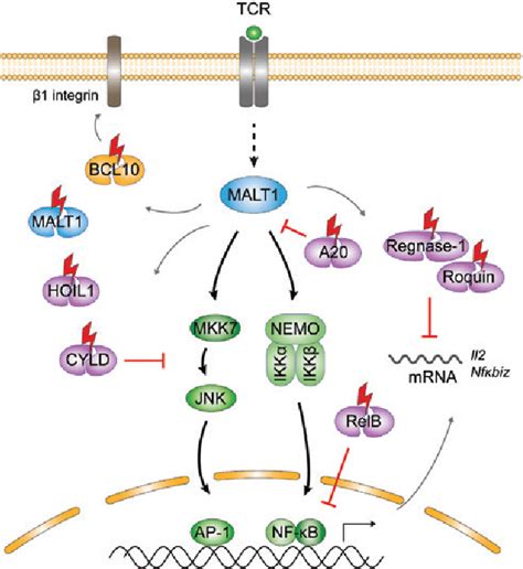 Figure From Lymphocyte Signaling And Activation By The Carma Bcl