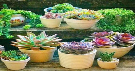 17 Easy Flowering Succulents To Plant Indoors Page 3 Of 4 Gardening