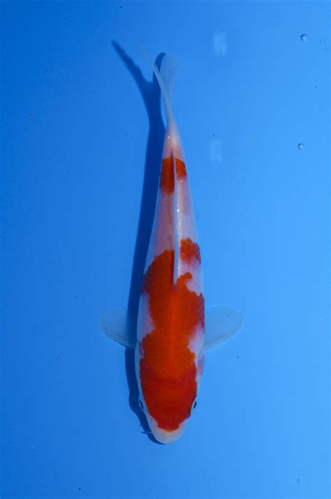 SAKAI (SFF) VHQ TOSAI KOHAKU 09 - Nishikigoi
