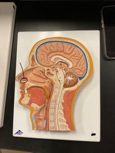 Sagittal Section Of Human Head Flashcards Quizlet