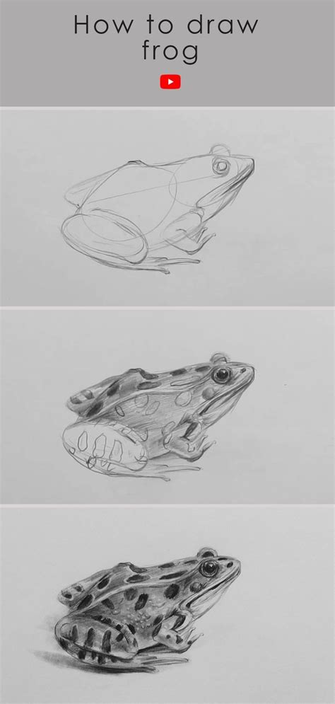 How to draw frog: Realistic frog drawing pencil sketch | Pencil ...