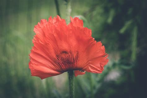 Mohn Rot Blume Roter Kostenloses Foto Auf Pixabay Pixabay