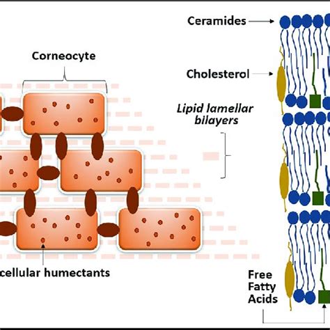 Arrangements And Structure Of The Stratum Corneum Download