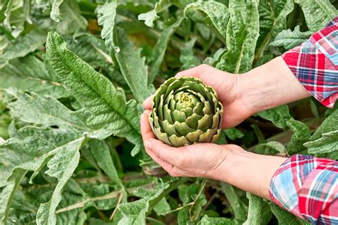 Ladispoli Dal Al Aprile La Sagra Del Carciofo Romanesco