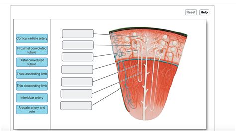 Solved Cortical radiate artery Proximal convoluted tubule | Chegg.com