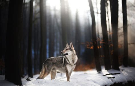 Autumn Wolves Wallpapers - Wallpaper Cave