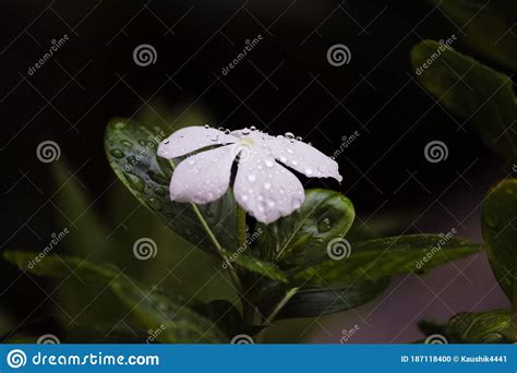 Flores Blancas Con Gotas De Agua Foto De Archivo Imagen De Gota