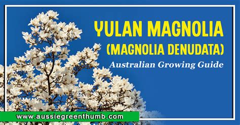 Yulan Magnolia Magnolia Denudata Growing Guide