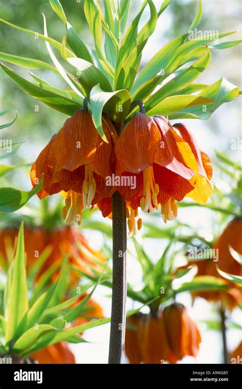 Fritillaria Imperialis Rubra Maxima Stock Photo Alamy