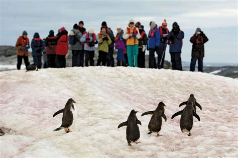 Antarctica - Biological resources | Britannica