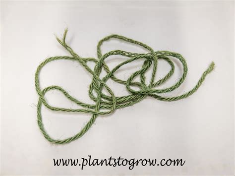 baler twine | Plants To Grow Plants Database by Paul S. Drobot