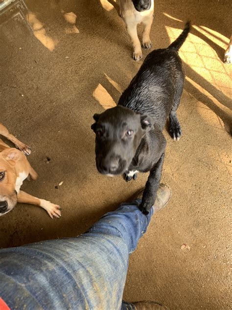 Adoptable Dogs — LARAS House Shelter