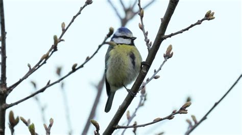 728 Tiny Tit Stock Videos Footage And 4k Video Clips Getty Images