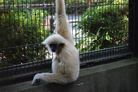 シロテテナガザル 平川動物公園公式サイト