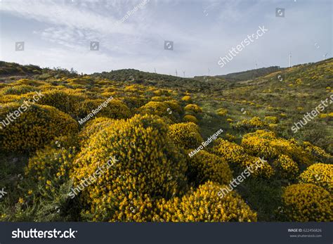 Typical Beautiful Landscape Ulex Densus Shrubs Stock Photo