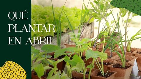 Qu Plantar En Abril En El Huerto Youtube