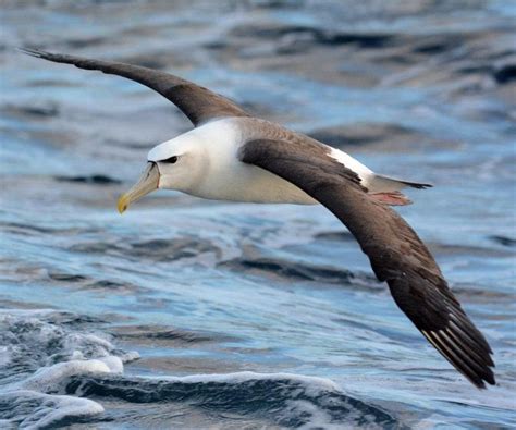 Seagull Flying over the Atlantic Ocean