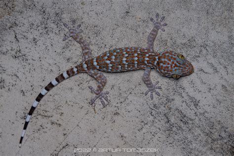 Gekko Gecko Inglourious Reptiles Flickr