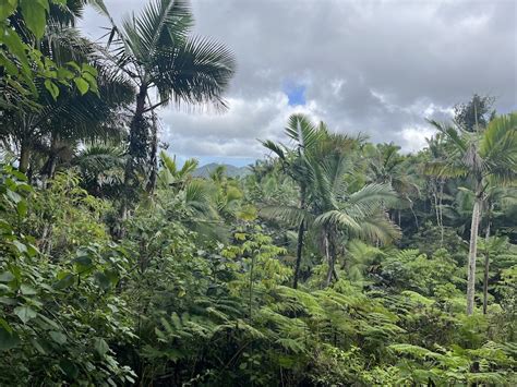 Visiting Puerto Ricos El Yunque National Forest