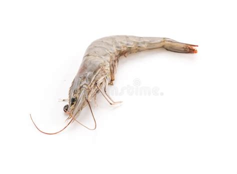 Fresh Shrimp Prawn Stock Image Image Of Shrimps Freshness 241443005