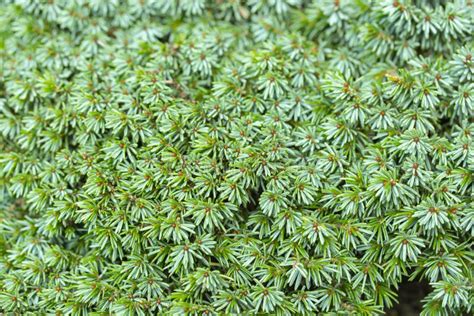 La Structure Des Branches Et Du Tronc De Larbre Plat Photo Stock