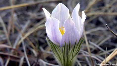 Manitoba Prairie Crocus Flower | Best Flower Site