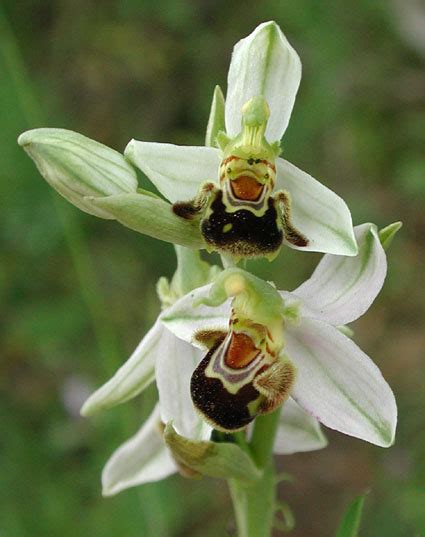 Ophrys Apifera Orchids Wiki