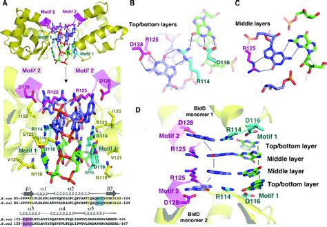 The Bldd Ctd Contains A C Di Gmp Binding Signature Composed Of Two Download Scientific Diagram