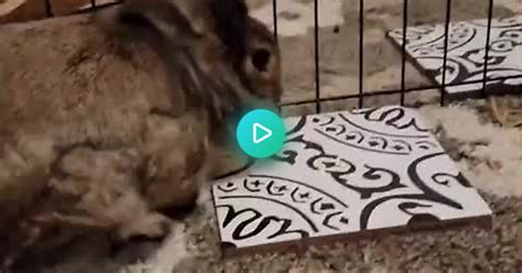 Bunbun Floop Album On Imgur