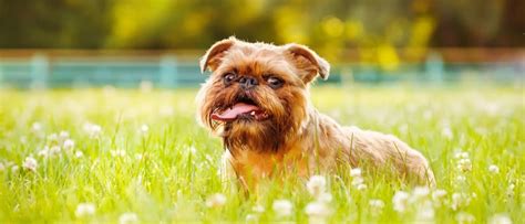 Brussels Griffon A Z Animals