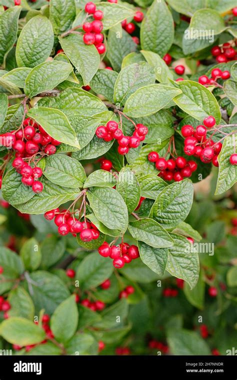 Cotoneaster Bullatus Hollyberry Cotoneaster Displaying Characteristic