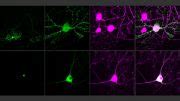 Fluorescent Brain Probe Visualizes Groups Of Neurons As They Compute