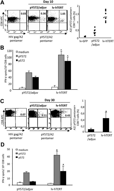 Comparison Of Primary And Long Term Selftert Specific Cd8 T Cell