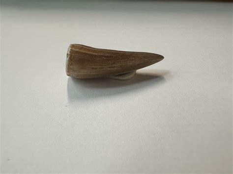 Weird Mosasaur Tooth Fossil Id The Fossil Forum