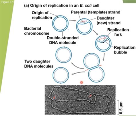 Biology Ch 13 DNA Flashcards Quizlet